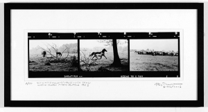 Edition III | 20 x 50 cm im Rahmen 30 x 60 cm