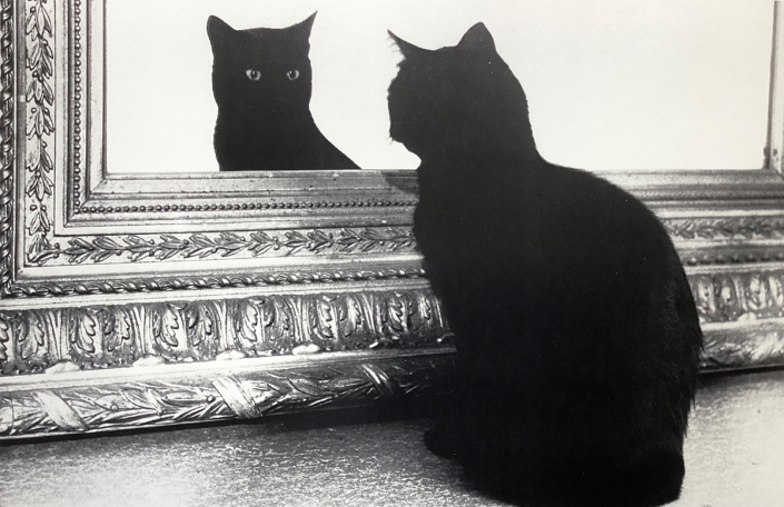 "Katze im Spiegel" Photographie Peter Thomann